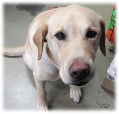 ����ȥ�Ȥ������ǥ�������������KEIRU