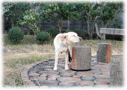 �Ȥ��Ȥ��ܤ�Ĥ֤äƤ��ޤä�KEIRU