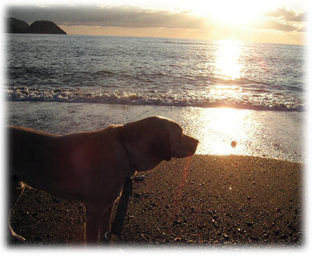 ͼ�Ƥ��γ���Хå��ˤ���KEIRU�β���