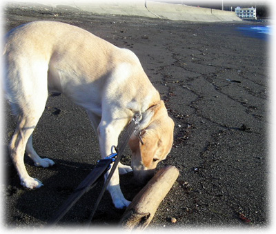 �����򥯥󥯥�