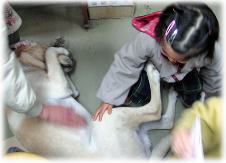 子供たちに撫でられてヘソ天のKEIRU