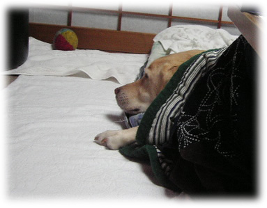 コタツに入って眠っているKEIRU