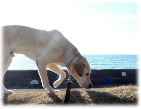 海岸そばを散策するKEIRU