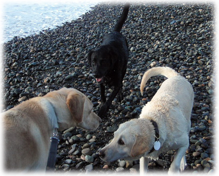 黄ラブと黒ラブの女の子たちと挨拶中