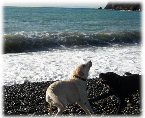 女の子ラブの遊んでいる姿