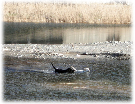 川で並んで泳ぐ女の子ラブ
