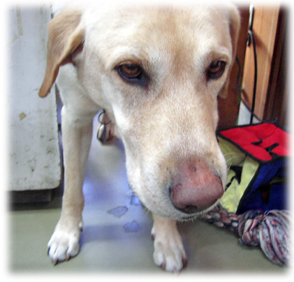 ���ܤŤ�����KEIRU