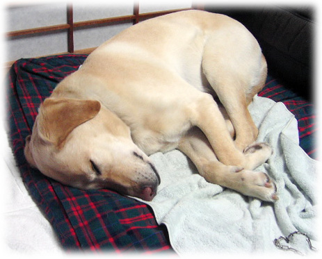 ��ʬ�Υ٥åɤǲ�������̲��KEIRU