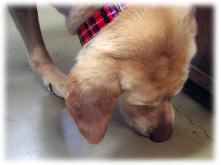 ����ڥ����KEIRU