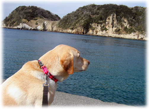 �Ȼ߾�Ǳ󤯤γ��򸫤Ĥ��KEIRU