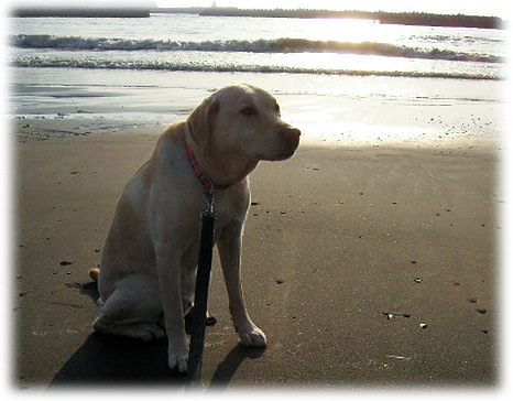 ����ͼ����Хå��˺¤륱����