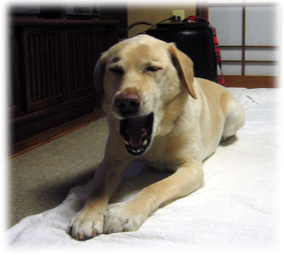 �����󤷤��礢���ӤΥ�����