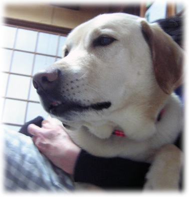 ���ä�����륱����