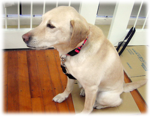 ����ܡ�����ߤ��ƺ¤äƤ��륱����