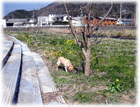 �ڼ���ڤ˷Ҥ���Ƥ��롣�⥽�⥽�������Ƥ��롣