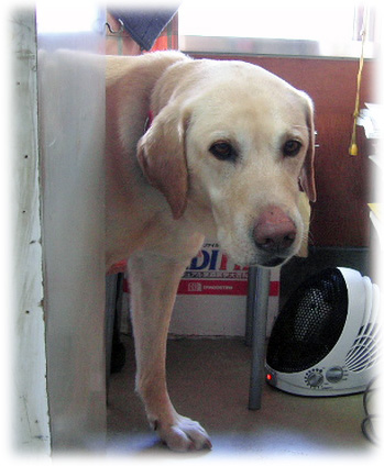 �쥸��΢��������Ф�������