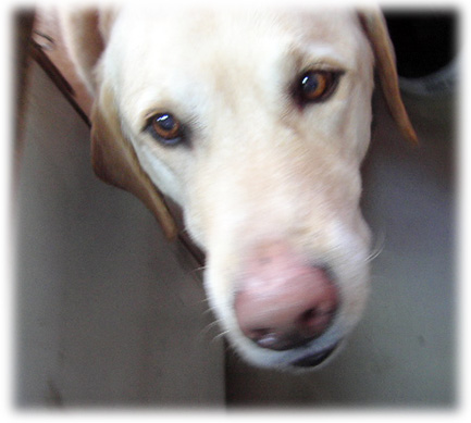 �����򸫾夲�륱����